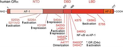 Fighting the Fire: Mechanisms of Inflammatory Gene Regulation by the Glucocorticoid Receptor